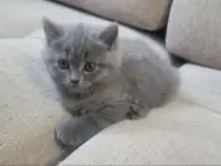 Британская короткошерстная девочка., фотография 5
