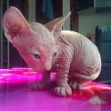 котята канадского сфинкса, фотография 2