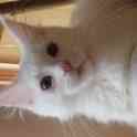 Котята породы  Мейн Кун, фотография 8