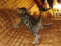 Роскошные бенгальские котята