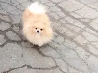 Мальчик померанского шпица