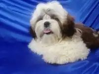 Ши-тцу мальчик