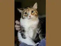 Трехцветная кошечка Злата в дар, фотография 2