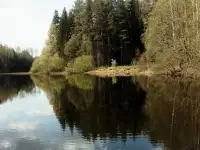 Уютный дом в сосновом лесу для приватного отдыха, фотография 8