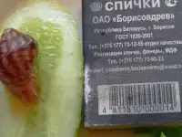 Ахатины иммакуляты даром, фотография 4