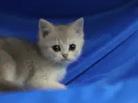 Шотландские котята, фотография 5