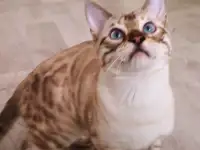 Бенгальские котята мальчики и девочки, фотография 7