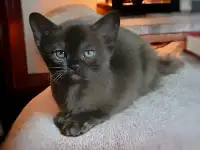 Котята европейской бурмы, фотография 3