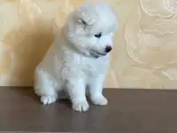 Щенки самоеда, фотография 2