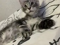 Котенок мейн кун