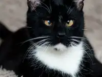 Котик в добрые руки
