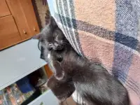 Котята, мальчики, фотография 8