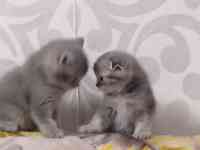 Котята