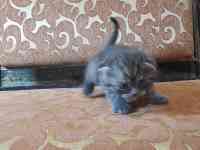 котята шотландские, фотография 10