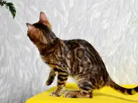 Лучшие бенгальские котята, фотография 9