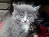 Котята ищут дом, фотография 6