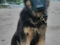 Щенки немецкой овчарки, фотография 1