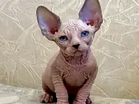 Канадский сфинкс котята, фотография 5