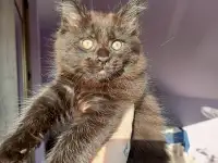 Продажа котят мейн-кунов, фотография 10