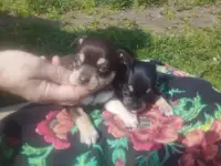 Чихуахуа