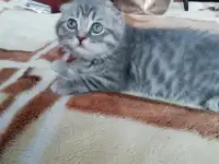 Шотландские вислоухие  котята, фотография 3