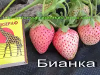 САЖЕНЦЫ КЛУБНИКИ - 50 сортов - купить в России - Псковская Брянская, фотография 12