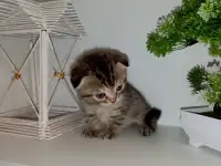 Шотландские котята, фотография 9
