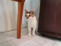 Отдам в добрые руки, фотография 5