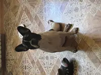 Девочка француз, фотография 2
