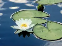 Кувшинка Нимфея, фотография 4