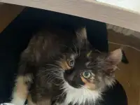 Шикарный котенок, фотография 2