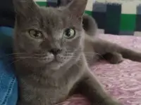 Украли кота