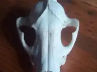 Чей Черепок ...