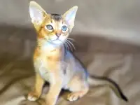 Абиссинские котята  грация и интеллект в вашем доме, фотография 9
