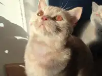 Элитный британский котенок