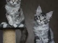 Котята мейн кун!, фотография 5