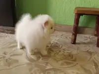 Щенок шпица девочка