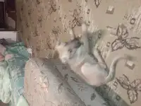 Ищет дом и любящих хозяев., фотография 2