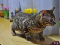 Бенгальска кошка