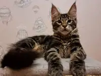 Мальчик Мейн-кун