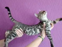 Бенгальские котята, фотография 2