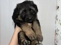 Щенки немецкой овчарки, фотография 2