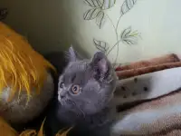 Продаю шотландских котят, фотография 7