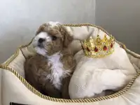 Щенки Бишон (мальтипу)