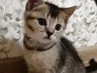 Продаются, фотография 10