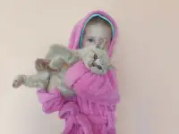 Элитный британский котенок, фотография 5