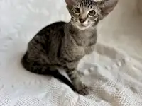 Котята ориентальной породы девочки, фотография 7