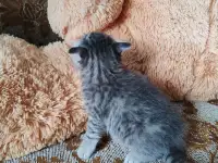Британские котята, фотография 5
