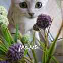 Британские котята, фотография 5