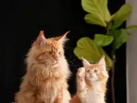 мальчик породы Мейн-кун, фотография 4